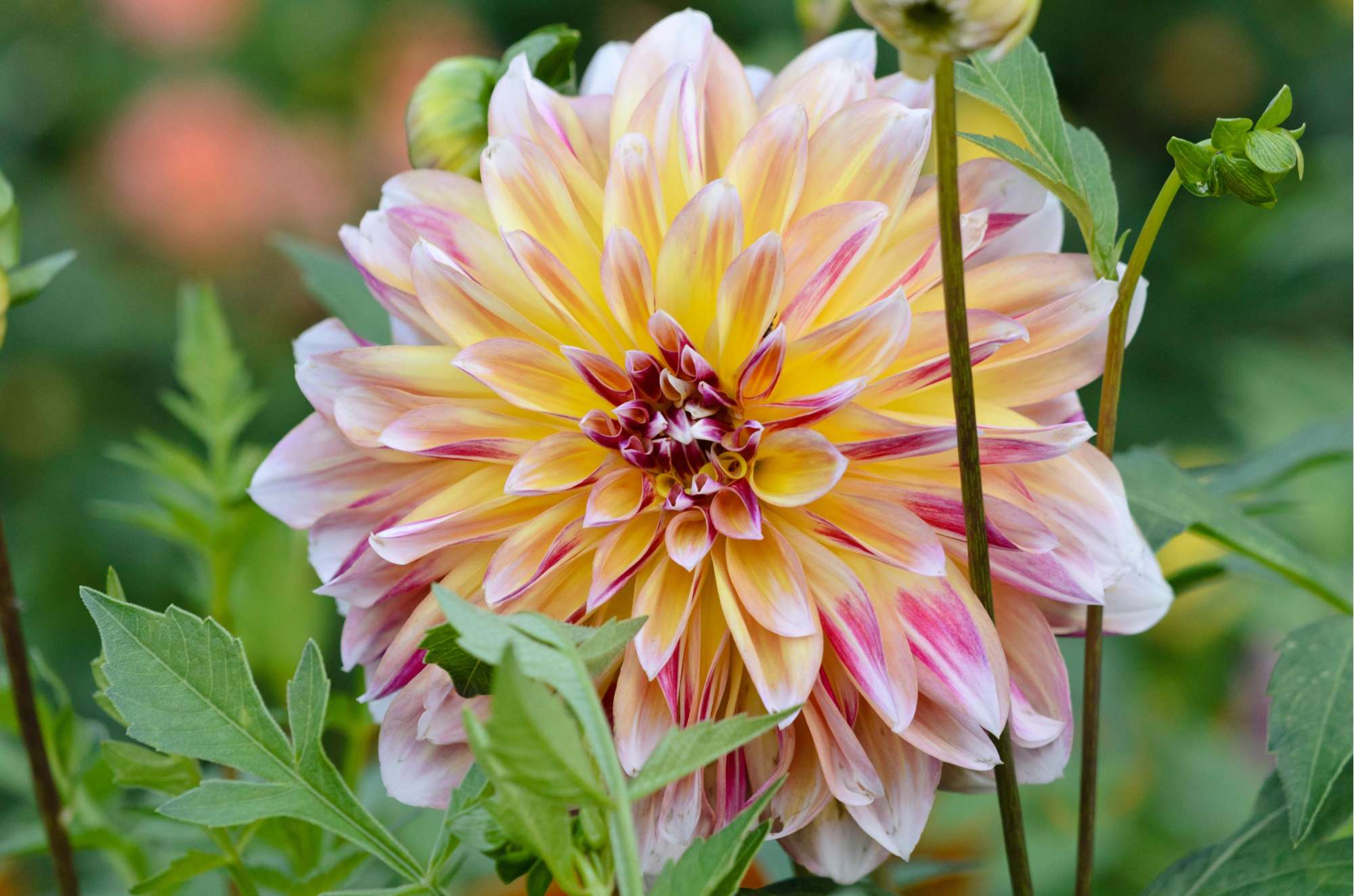 Dahlia 'Caribbean Fantasy'
